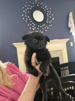Rizzo , a female Pomeranian for sale in Jackson Township, NJ – Photo 2 of 2
