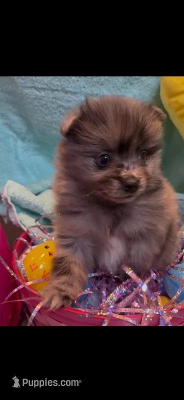 Conway ( Twitty )  – Pomeranian puppy for sale in Jackson Township, NJ