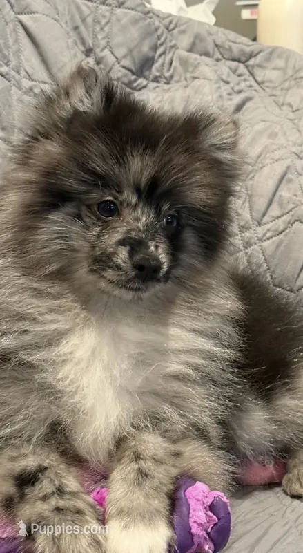Waylon  – Pomeranian puppy for sale in Jackson Township, NJ