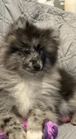 Waylon , a male Pomeranian for sale in Jackson Township, NJ – 1 of 3