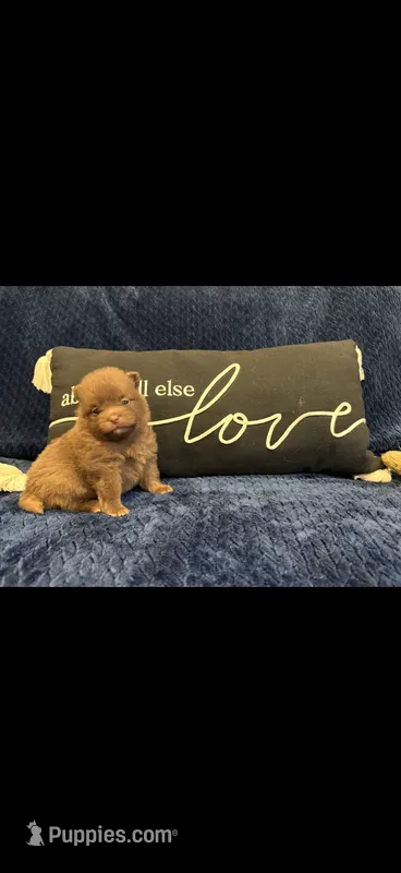 Moose  – Pomeranian puppy for sale in Jackson Township, NJ