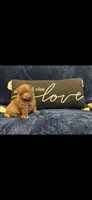 Moose , a male Pomeranian for sale in Jackson Township, NJ – 1 of 2