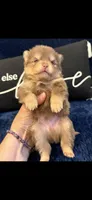 Ganache , a male Pomeranian for sale in Jackson Township, NJ – 2 of 2