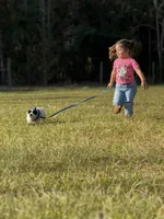 Trevor, a male Miniature Schnauzer for sale in Green Cove Springs, FL – Photo 3 of 4
