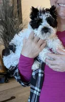 Trevor, a male Miniature Schnauzer for sale in Green Cove Springs, FL – Photo 1 of 4