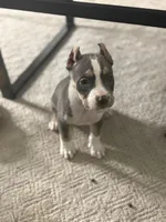 Big Mama, a female American Bully for sale in Peoria, IL – Photo 2 of 3