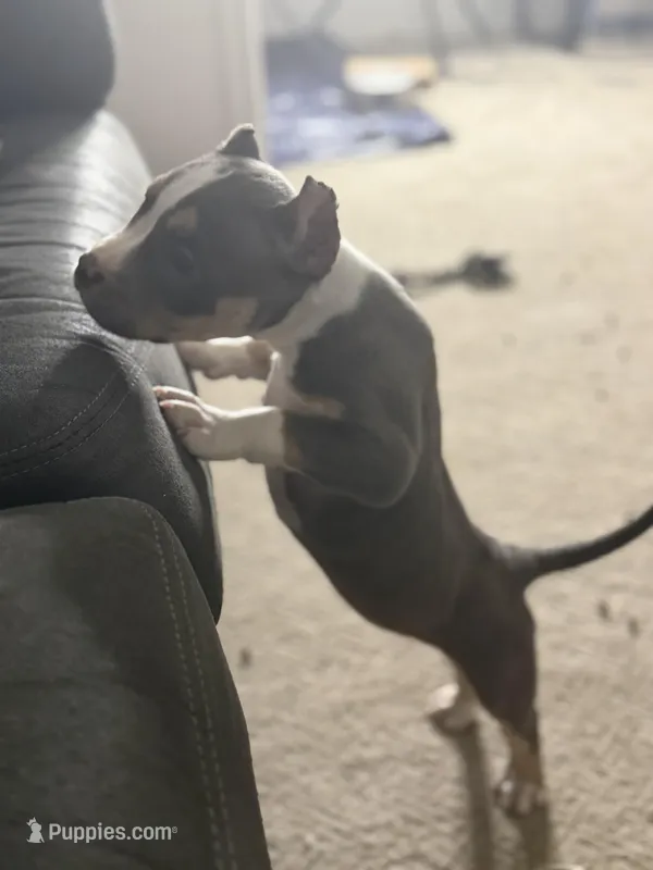 Big Mama – American Bully puppy for sale in Peoria, IL