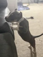 Big Mama, a female American Bully for sale in Peoria, IL – Photo 1 of 3