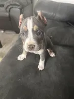 Big Mama, a female American Bully for sale in Peoria, IL – Photo 3 of 3