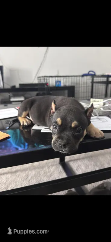 Bear – American Bully puppy for sale in Peoria, IL