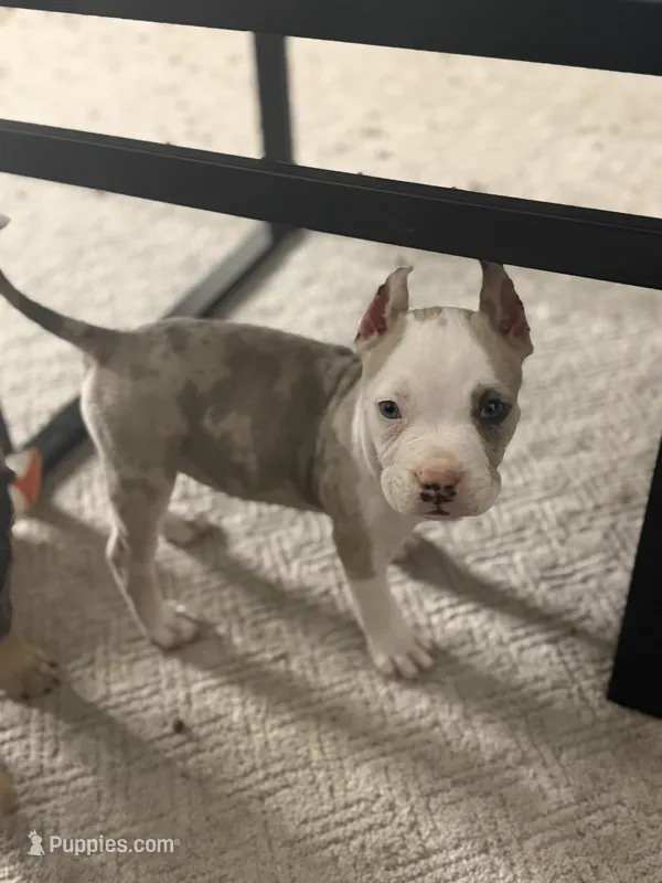 2 Face – American Bully puppy for sale in Peoria, IL