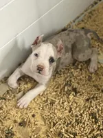 2 Face, a male American Bully for sale in Peoria, IL – Photo 2 of 2