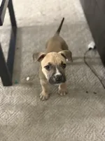 Skunk, a male American Bully for sale in Peoria, IL – Photo 3 of 4