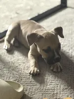 Skunk, a male American Bully for sale in Peoria, IL – Photo 2 of 4