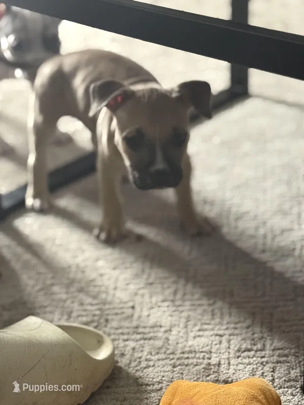 Skunk – American Bully puppy for sale in Peoria, IL