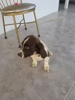 PUPPY #2 LIVER AND WHITE , a male English Springer Spaniel for sale in Salton City, CA – 2 of 10