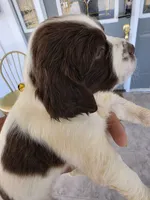 PUPPY #1 LIVER AND WHITE , a male English Springer Spaniel for sale in Salton City, CA – 6 of 10