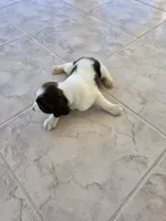 PUPPY #3 liver and white , a male English Springer Spaniel for sale in Salton City, CA – 2 of 10