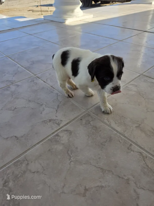 PUPPY #1 LIVER AND WHITE  – English Springer Spaniel puppy for sale in Salton City, CA