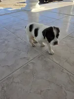 PUPPY #1 LIVER AND WHITE , a male English Springer Spaniel for sale in Salton City, CA – 1 of 10