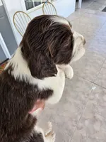 Puppy #7 liver and white , a female English Springer Spaniel for sale in Salton City, CA – 7 of 10
