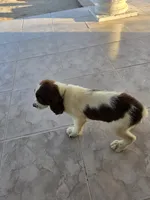 PUPPY #3 liver and white , a male English Springer Spaniel for sale in Salton City, CA – 5 of 10