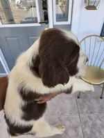 PUPPY #3 liver and white , a male English Springer Spaniel for sale in Salton City, CA – 3 of 10