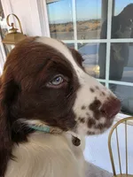 PUPPY #3 liver and white , a male English Springer Spaniel for sale in Salton City, CA – 6 of 10