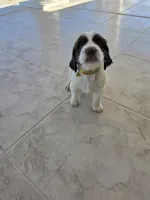 PUPPY #1 LIVER AND WHITE , a male English Springer Spaniel for sale in Salton City, CA – 4 of 10