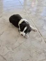 Puppy #6 Liver and white , a female English Springer Spaniel for sale in Salton City, CA – 4 of 10