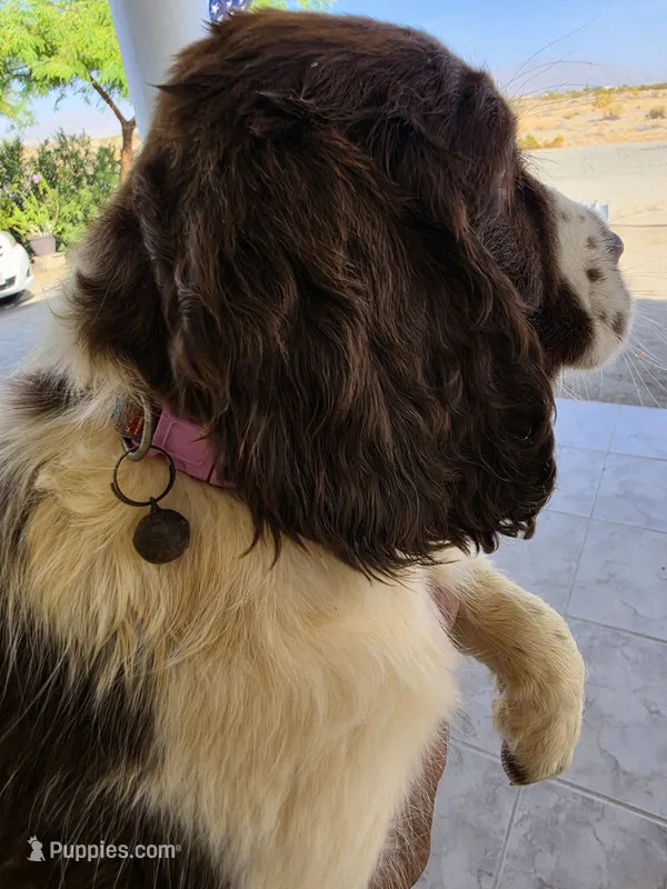 Puppy #7 liver and white  – English Springer Spaniel puppy on hold in Salton City, CA