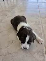 Puppy #6 Liver and white , a female English Springer Spaniel for sale in Salton City, CA – 9 of 10