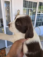 PUPPY #3 liver and white , a male English Springer Spaniel for sale in Salton City, CA – 4 of 10