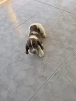 PUPPY #2 LIVER AND WHITE , a male English Springer Spaniel for sale in Salton City, CA – 6 of 10