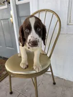 PUPPY #3 liver and white , a male English Springer Spaniel for sale in Salton City, CA – 10 of 10