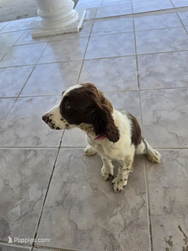 Puppy #5 liver and white  – English Springer Spaniel puppy for sale in Salton City, CA