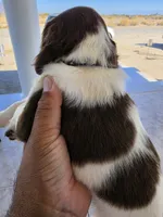 PUPPY #2 LIVER AND WHITE , a male English Springer Spaniel for sale in Salton City, CA – 4 of 10