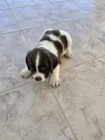 PUPPY #2 LIVER AND WHITE , a male English Springer Spaniel for sale in Salton City, CA – 5 of 10