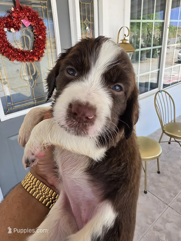 Puppy #6 Liver and white  – English Springer Spaniel puppy for sale in Salton City, CA
