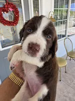 Puppy #6 Liver and white , a female English Springer Spaniel for sale in Salton City, CA – 1 of 10