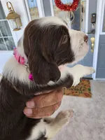 Puppy #5 liver and white , a female English Springer Spaniel for sale in Salton City, CA – 8 of 10