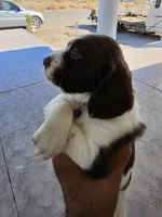 PUPPY #2 LIVER AND WHITE , a male English Springer Spaniel for sale in Salton City, CA – 3 of 10