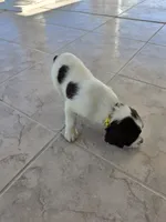 PUPPY #1 LIVER AND WHITE , a male English Springer Spaniel for sale in Salton City, CA – 8 of 10