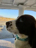 PUPPY #3 liver and white , a male English Springer Spaniel for sale in Salton City, CA – 8 of 10