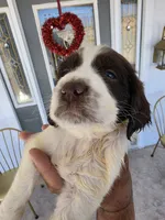 PUPPY #1 LIVER AND WHITE , a male English Springer Spaniel for sale in Salton City, CA – 9 of 10