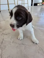 Puppy #7 liver and white , a female English Springer Spaniel for sale in Salton City, CA – 6 of 10