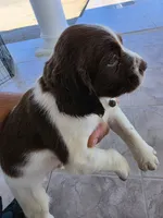 PUPPY #2 LIVER AND WHITE , a male English Springer Spaniel for sale in Salton City, CA – 7 of 10