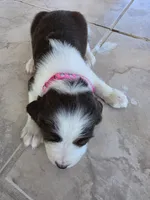 Puppy #5 liver and white , a female English Springer Spaniel for sale in Salton City, CA – 4 of 10