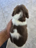 PUPPY #2 LIVER AND WHITE , a male English Springer Spaniel for sale in Salton City, CA – 2 of 10