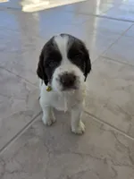 PUPPY #1 LIVER AND WHITE , a male English Springer Spaniel for sale in Salton City, CA – 3 of 10